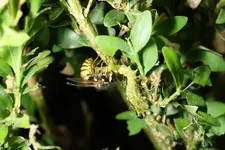Wespe knabbert an Zünsler-Raupe.webp
