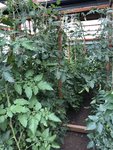 IMG_9884.JPG