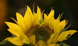 2021blmn131.webp