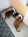 Futterapparate.jpg