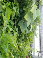 c081.webp