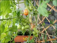 c082.webp