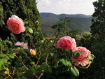IMG_20210815_184827.jpg