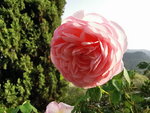 IMG_20210815_184800.jpg