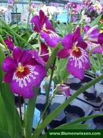 Miltonia.webp