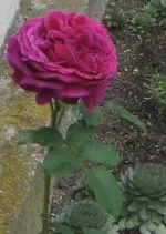 5 01 Oma Rose 16.09.2008.webp