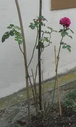 5 011 Oma Rose 16.09.2008.webp