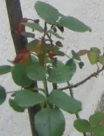 5 012 Oma Rose Blatt 16.09.2008.webp