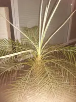 Foto0053.webp