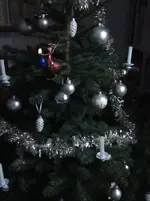 Schlenker Stephan Tanne 019.webp