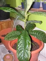 PICT0641.webp