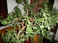 SSA50996.webp
