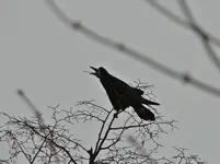 Bild 058.webp