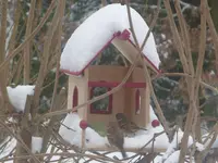 SDC11720.webp