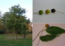 BAUM.webp
