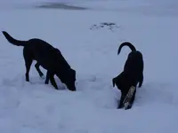 Hunde 001.webp