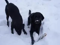 Hunde 002.webp