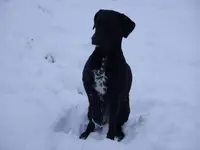 Hunde 016.webp