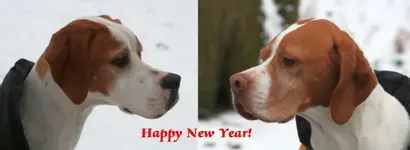 Neujahrsgruss2010_1.webp