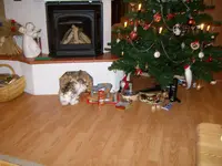 ALIM0946.webp