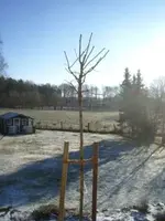 Goldrobinie2009_klein.webp