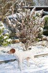 Rispenhortensie im Schneegewand_klein.jpg