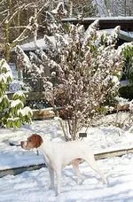 Rispenhortensie im Schneegewand_klein.webp