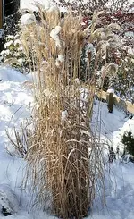Ziergras unter Schnee_klein.webp
