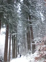 Kikelhahn 2010 017.webp