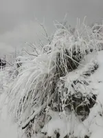Kikelhahn 2010 025.webp