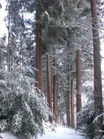 Kikelhahn 2010 042.webp