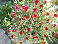 IMGP1745.webp