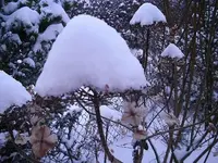 03.01.2010 009 Samthortensie mit Schneehaube.webp