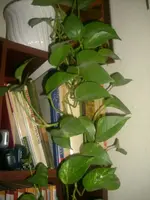 03.01.2010 003.webp