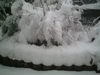 PIC00078.webp