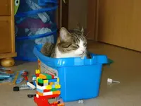 Anton und Lego.webp