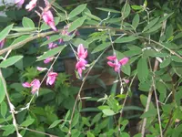 030.webp