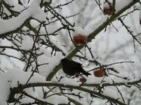 Bild 243.webp