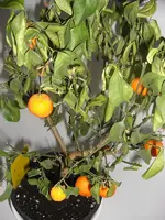Calamondin 2010.01.04 1.webp