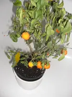 Calamondin 2010.01.04 2.webp