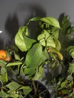 Calamondin 2010.01.04 3.webp