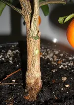 Calamondin 2010.01.04 4.webp