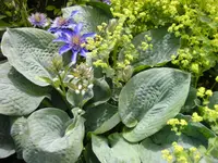 BILD0035.webp