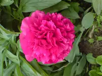 DSC00231.webp