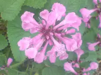 DSC00285.webp