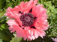 DSC00311.webp