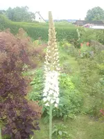 DSC00282.webp