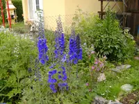 BILD0025.webp