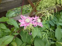 DSC00276.webp