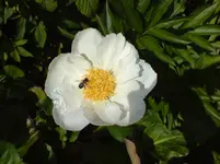 DSC00310.webp